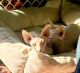 Sphynx Cats for sale in Nampa, ID, USA. price: $2,000