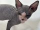 Sphynx Cats for sale in Orlando, FL, USA. price: $1,800