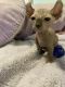 Sphynx Cats for sale in Brockway Area School District, PA, USA. price: $185,000