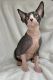 Sphynx Cats for sale in Crisfield, MD 21817, USA. price: $2,100