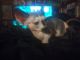 Sphynx Cats for sale in Kearny, AZ 85137, USA. price: $800