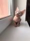 Sphynx Cats for sale in Hollywood, FL, USA. price: $2,500
