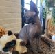 Sphynx Cats for sale in East Boston, Boston, MA, USA. price: $1,800