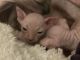Sphynx Cats for sale in Greenwich Rd, Kearny, AZ 85137, USA. price: $1,800