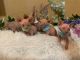 Sphynx Cats for sale in Queens, NY 11373, USA. price: $1,500