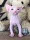 Sphynx Cats for sale in San Diego, CA, USA. price: $2,200