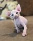 Sphynx Cats for sale in San Diego, CA, USA. price: $2,200