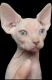 Sphynx Cats for sale in Long Beach, CA, USA. price: NA
