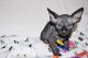 Sphynx Cats for sale in Miami, FL, USA. price: $3,500