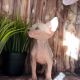 Sphynx Cats for sale in Orlando, FL, USA. price: $350