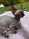 Sphynx Cats for sale in Washington, PA 15301, USA. price: $1,000