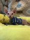 Sphynx Cats for sale in Dunnellon, FL, USA. price: $1,500