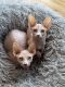 Sphynx Cats for sale in Boiling Springs, SC 29316, USA. price: $1,200