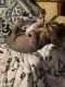 Sphynx Cats for sale in Tampa, FL, USA. price: $1,500