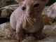 Sphynx Cats for sale in Kearny, AZ 85137, USA. price: $1,600