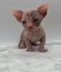 Sphynx Cats for sale in California Coastal Trl, San Francisco, CA 94129, USA. price: $850
