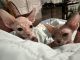 Sphynx Cats for sale in Dallas, Texas. price: $550