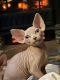 Sphynx Cats for sale in Kearny, AZ 85137, USA. price: $1,200