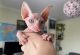 Sphynx Cats for sale in Chicago, Illinois. price: $500