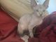 Sphynx Cats for sale in Houston, Texas. price: $900