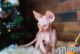 Sphynx Cats for sale in McGehee, Arkansas. price: $500