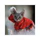 Sphynx Cats for sale in Tolland, Connecticut. price: NA