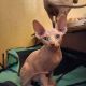 Sphynx Cats for sale in Raleigh, North Carolina. price: $470