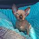 Sphynx Cats for sale in Beverly Hills, Florida. price: $900