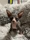 Sphynx Cats for sale in Puyallup, Washington. price: NA