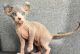 Sphynx Cats for sale in Los Angeles, California. price: $500
