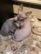 Sphynx Cats for sale in Hawley, PA 18428, USA. price: $1,000