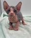 Sphynx Cats for sale in Nashville, Tennessee. price: $900