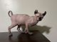 Sphynx Cats for sale in Nashville, Tennessee. price: $631
