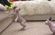 Sphynx Cats for sale in Abbeville, AL 36310, USA. price: NA