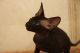 Sphynx Cats for sale in New York, NY, USA. price: NA