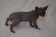 Sphynx Cats for sale in Gilbert, AZ, USA. price: $500
