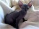 Sphynx Cats for sale in Perryville, AR 72126, USA. price: NA