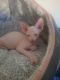 Sphynx Cats for sale in Denver, CO 80022, USA. price: $900