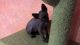 Sphynx Cats for sale in Shiloh, Ohio. price: $1,400