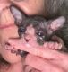 Sphynx Cats for sale in Bland, Missouri. price: $1,200