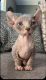 Sphynx Cats for sale in Cedar Creek, TX, USA. price: $1,000