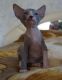 Sphynx Cats for sale in Huntsville, AL, USA. price: NA