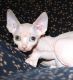 Sphynx Cats for sale in Alaska Ct, Baltimore, MD 21230, USA. price: $500