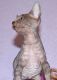 Sphynx Cats for sale in Atkins, IA 52206, USA. price: NA