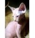 Sphynx Cats for sale in Cambridge, MA, USA. price: NA