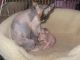 Sphynx Cats for sale in Buffalo, NY, USA. price: NA
