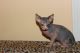 Sphynx Cats for sale in Waterville, KS, USA. price: NA