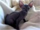 Sphynx Cats for sale in Winston-Salem, NC, USA. price: $425