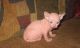 Sphynx Cats for sale in Independence, MO, USA. price: NA