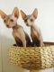 Sphynx Cats for sale in Milwaukee, WI, USA. price: NA